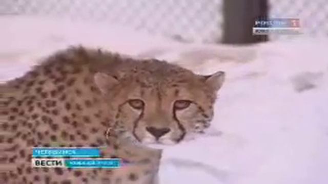 В челябинском зоопарке поселились гепарды смотреть онлайн