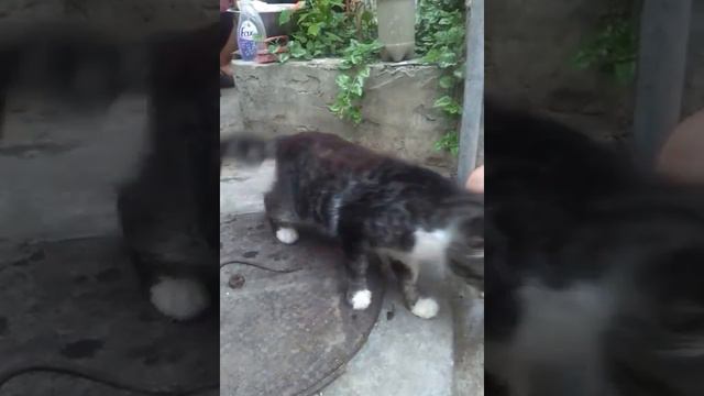кот тащун смотреть онлайн