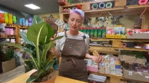 Диффенбахия Грин Мэджик - обзор любимого сорта | Комнатное растение, которое НЕ для детской