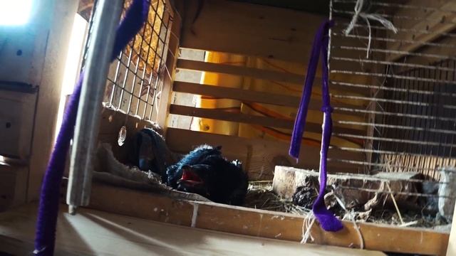 Сказка про ИМПРИНТ. смотреть онлайн