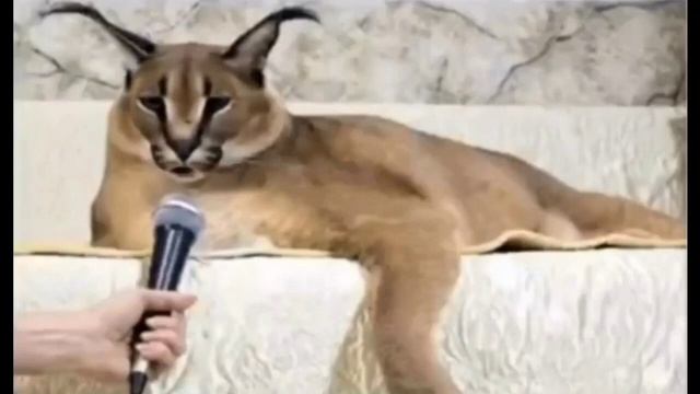 Шлёпа рассказывает анекдот про ожившего Сталина! смотреть онлайн