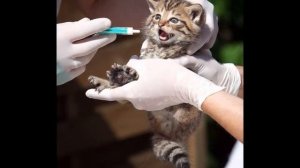 Ветеринар  В Мир профессий с Эмилией Миркотан