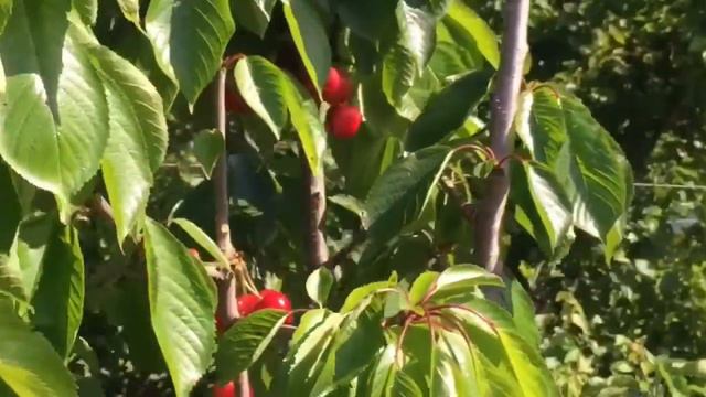 Özler Tarım - Royal Tioga