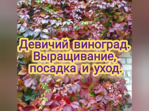 Девичий виноград. Выращивание, посадка и уход.