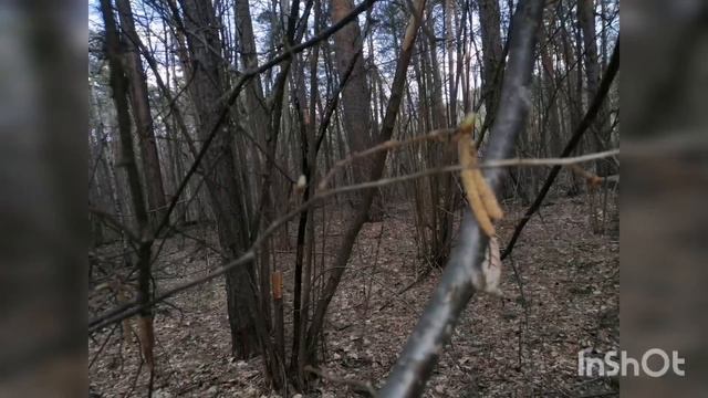 Цветение орешника.Весна 2022 год. смотреть онлайн