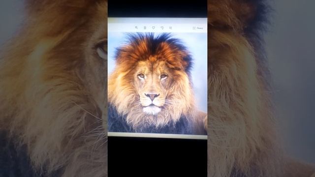 ЛЕВ ЕСТ МЫШЕЙ!!! смотреть онлайн