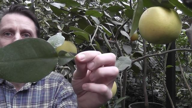 Грейпфрут "Свити" Citrus paradisi ’Jaffa Sweetie’ смотреть онлайн