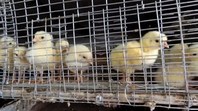 Новости с нашей фермы//Улучшаем ПТИЧНИК смотреть онлайн