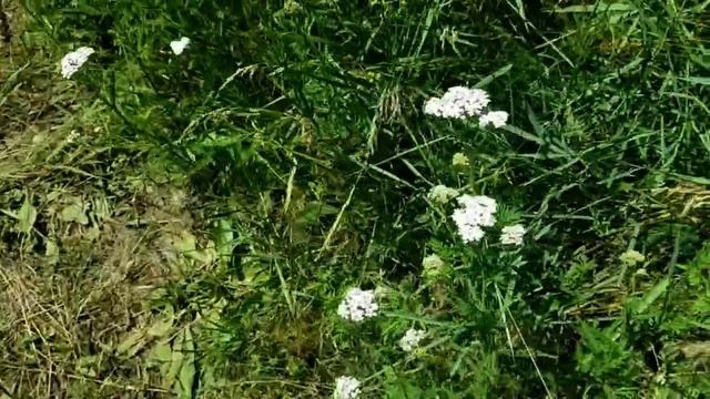 САМВЕЛ АДАМЯН МАТЬ НА ИГРЕНИ С НАЧАЛА ЗА НОГУ ПОТОМ ЗА КАРТОШКУ. ГОСТИ НАЕЛИСЬ ГРИБКА смотреть онлайн