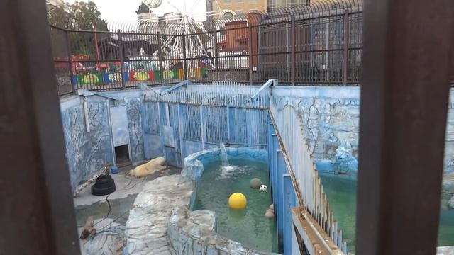 2018.09.21.белые медведи в Екатеринбургском зоопарке смотреть онлайн