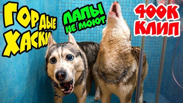ГОРДЫЕ ХАСКИ ЛАПЫ НЕ МОЮТ! КЛИП на 400.000 ПОДПИСЧИКОВ (Хаски Бандит feat Mister Booble)