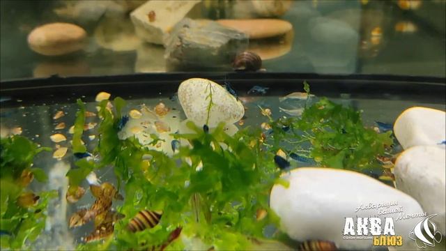 Креветка Блю Дрим | Неокаридина "Голубая Мечта" | Neocaridina Blue Dream Shrimp смотреть онлайн