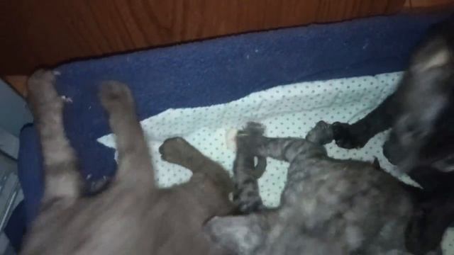 Котята растут. Kittens grow.63. смотреть онлайн