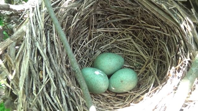 Гнезда птиц. Наблюдения за птенцами. Часть 2 смотреть онлайн