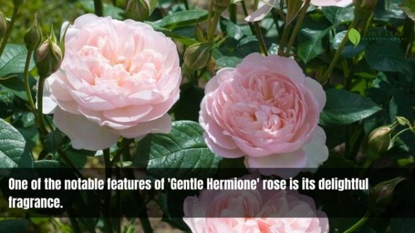 Rosa 'Gentle Hermione' | 'Gentle Hermione' Rose | English Roses