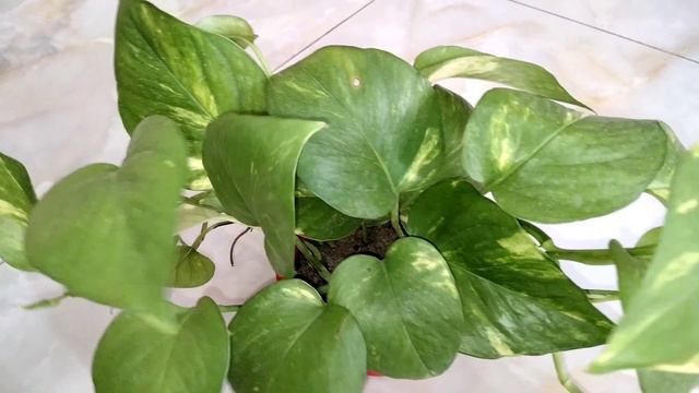 Best Amazing Indoor Plants | Top 10 Indoor Plants For Air Purification | HousePlants For Clean Air