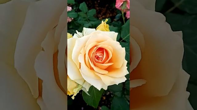 Роза Гейша. смотреть онлайн