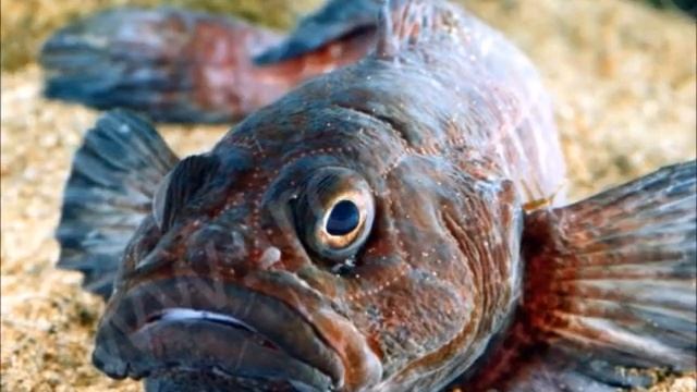 Сказка "Нерпёнок" Софья Бунтовская смотреть онлайн