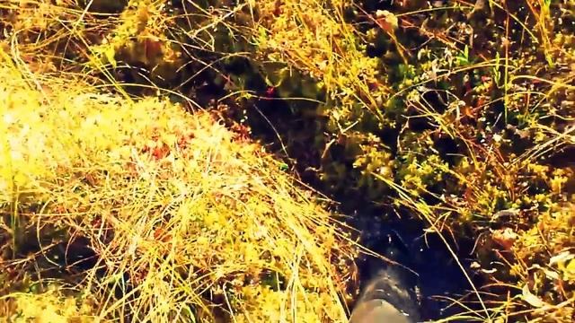 Как собирать клюкву (How to collect cranberries) смотреть онлайн