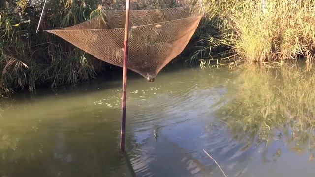 РЫБАЛКА на ПАУК ( ПОДЪЁМНИК) РыБАлкА на МИКРО РЕЧКЕ смотреть онлайн