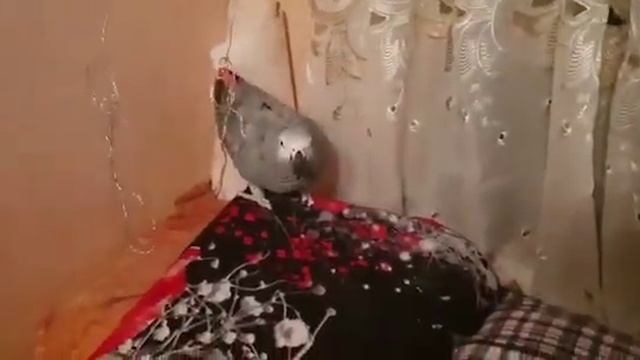 Наша попугай Краснохвостый Жако и померанец Шпиц смотреть онлайн