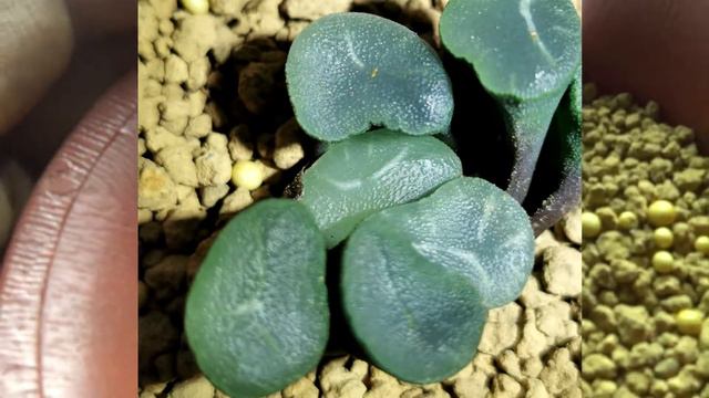More Additional Haworthias !!! I just can't stop! смотреть онлайн