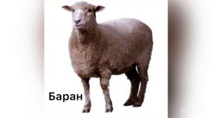 Звуки домашних животных