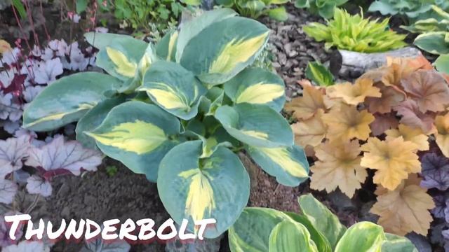 Хоста Thunderbolt