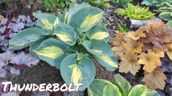 Хоста Thunderbolt