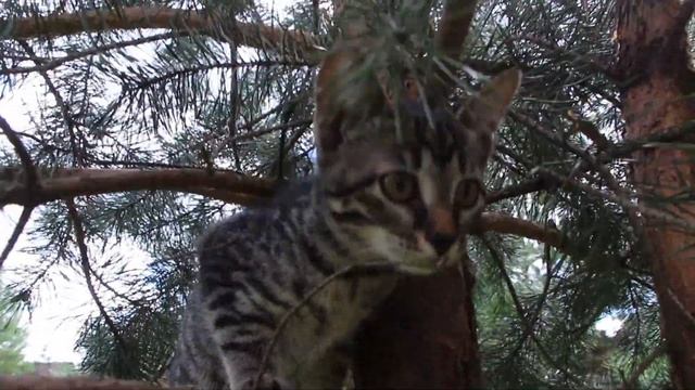 Отдам даром котенка в хорошие руки смотреть онлайн