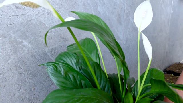 Tips to revive Spathiphyllum very easy, help remove toxins from your space смотреть онлайн
