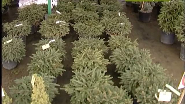 2017 02 07 Зелёная передача смотреть онлайн