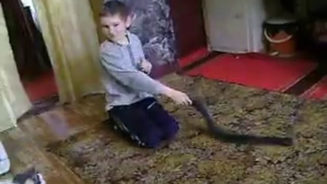 Кошка делает сальто смотреть онлайн