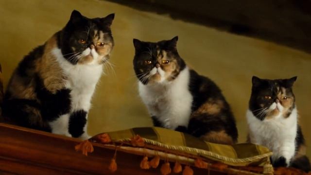 5 Лучших фильмов про кошек смотреть онлайн