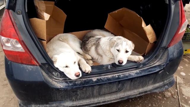 СОБАЧИЙ РЫНОК БИШКЕК 04.04.2021.  - ИТ БАЗАР