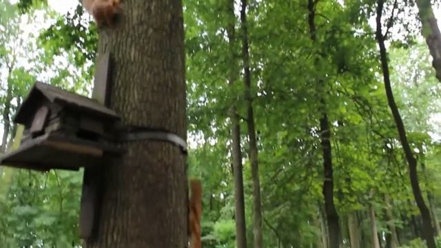 Белки Гомельского парка смотреть онлайн