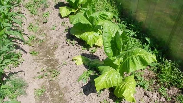Третья подкормка табака после высадки в открытый грунт смотреть онлайн