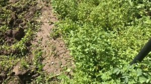 Осторожно ГОРЧИЦА!!! Убираем сидераты срочно! Почему?