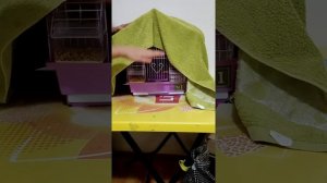 НАКРЫВАТЬ КЛЕТКУ ПОПУГАЯМ НА НОЧЬ ИЛИ НЕТ? | ЗАЧЕМ НАКРЫВАТЬ КЛЕТКУ ПОПУГАЯ НА НОЧЬ?