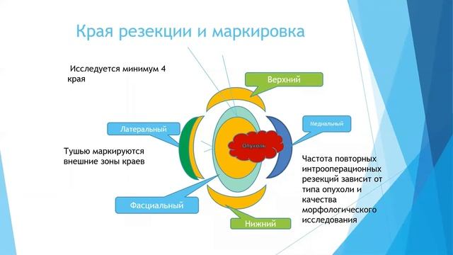 Онкопластическая редукционная маммопластика: онкологические и эстетические аспекты смотреть онлайн