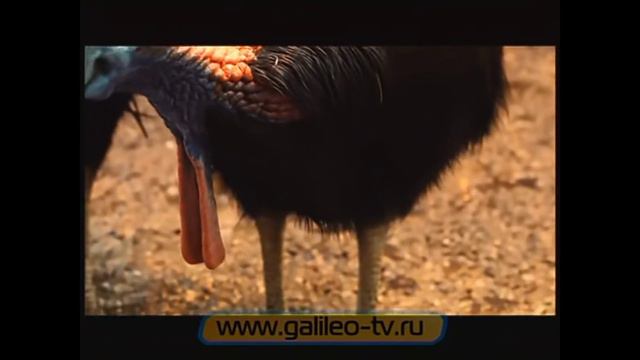 Реакция на Галилео Зоопарк. 4 часть - птицы. Диких птиц не кормят хлебом. смотреть онлайн