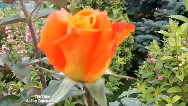 Казахстан/ Алматы сегодня/Прогулка по городу/Храм/Метро/Кафе/ смотреть онлайн