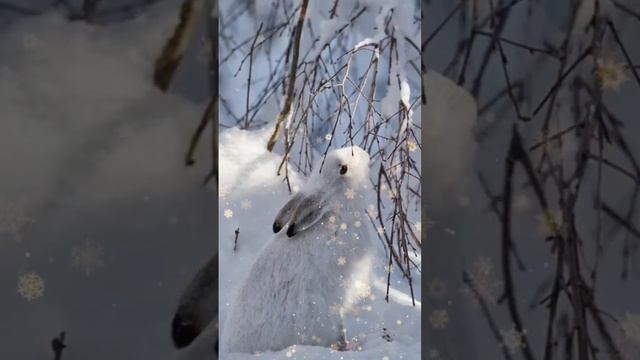 С Наступающим Новым Годом Друзья мои‼️🙏😊☃️🌲🎅🤶🐰✨❄️🪄🎶🤝лайк👍❤️подпишись‼️✍️ смотреть онлайн