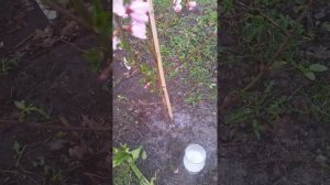 Миндаль сорта "Королева" пережил зиму.