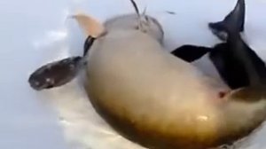 Самый большой налим