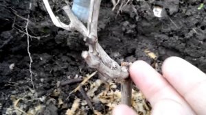 Виноград ВОСТОРГ ИДЕАЛЬНЫЙ поэтапное развитие куста. (1 часть)