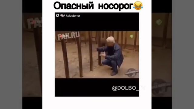 Даже детёныши носорога очень орасные поетому я построил эту клетку смотреть онлайн