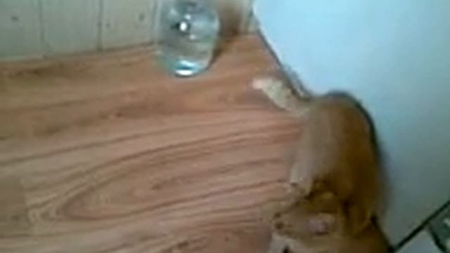 кот ловит рыбу 2 смотреть онлайн