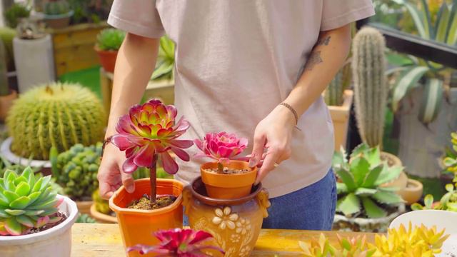 HOW TO GROW HUGE SUCCULENTS - From Beginner to Master | 9 Years Living with Succulents смотреть онлайн