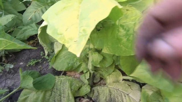 как растет Burley 9